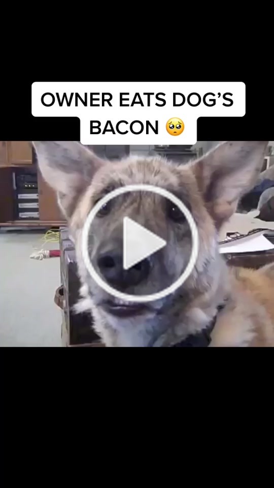 Drago(@drago_420) on TikTok: #fypシ #fyp #foryoupage #xyzbca #trending #viral #memes #dog #instagram