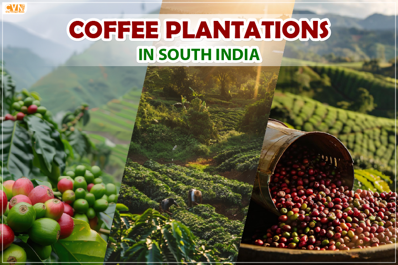 Best Coffee Plantations in South India