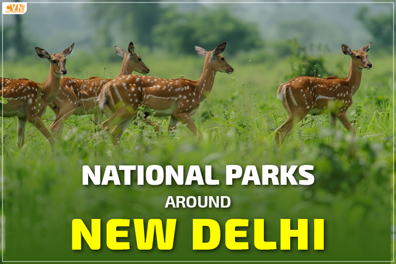 8 Top National Parks Around New Delhi for Wildlife Enthusiasts