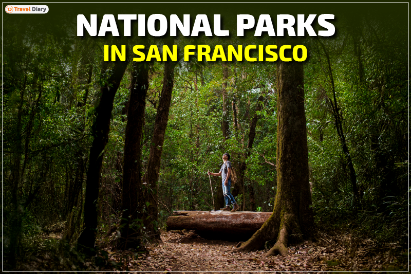 Plan Your Escape to the Stunning National Parks in San Francisco