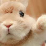 spacex rocket Profile Picture