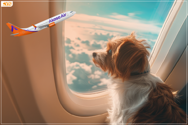 Akasa Airline Pet Policy: New Milestone in Indian Aviation
